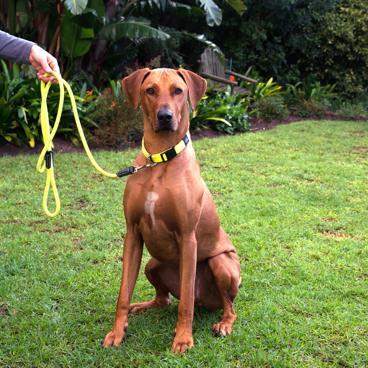 Rogz Rope Classic Lead