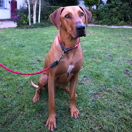 Rogz Rope Classic Lead for Dogs