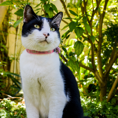 Rogz SparkleCat Pin Buckle Collar