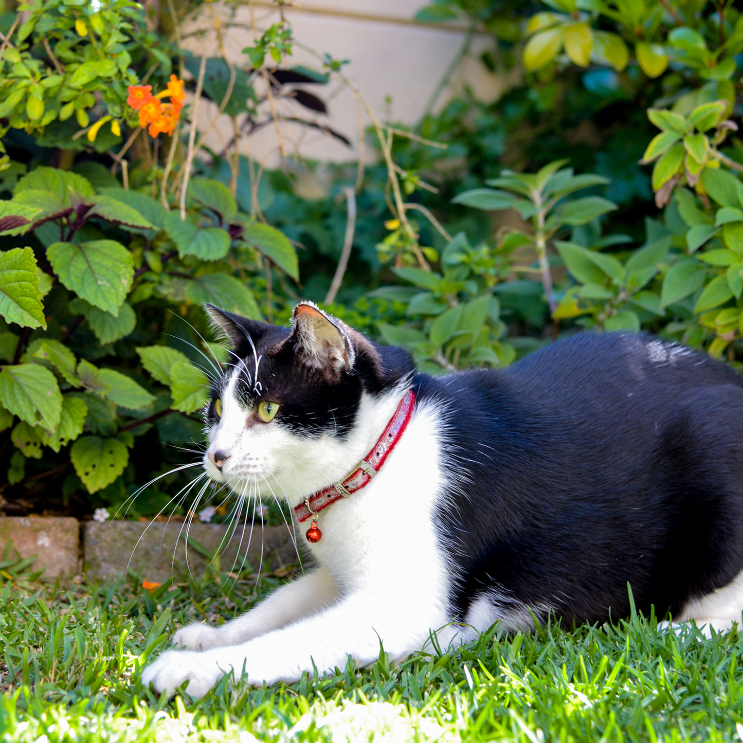 Rogz SparkleCat Pin Buckle Collar