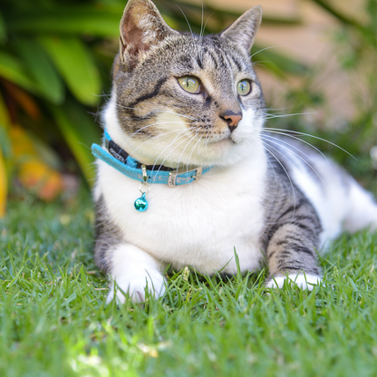 Rogz SparkleCat Pin Buckle Collar