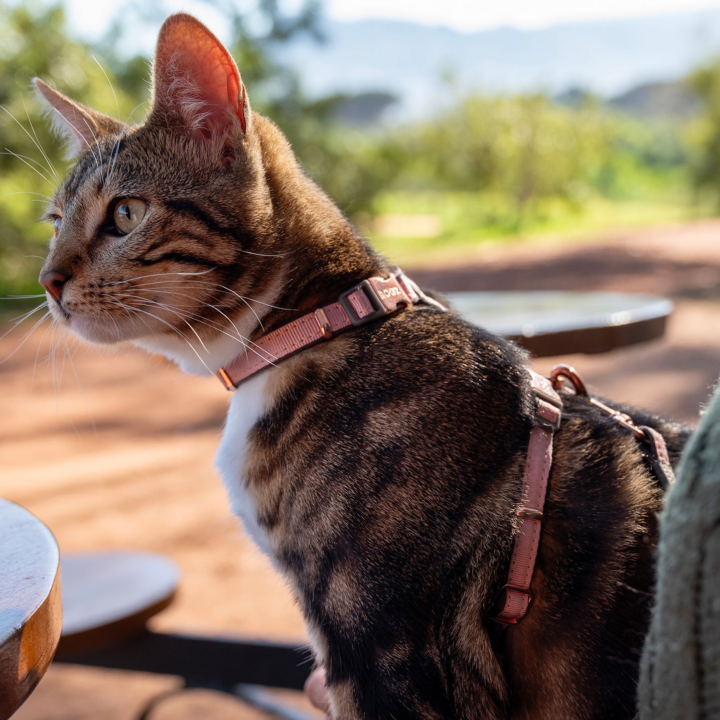 Rogz UrbanCat Control Harness and Lead