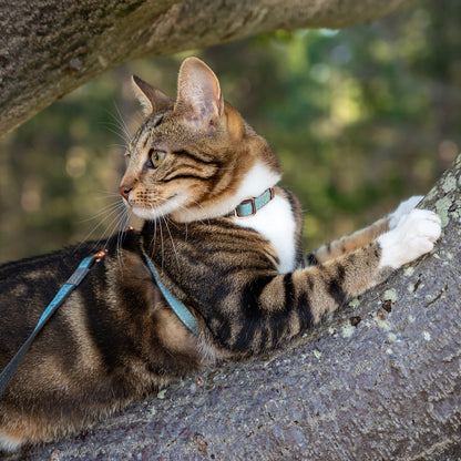 Rogz UrbanCat Control Harness and Lead