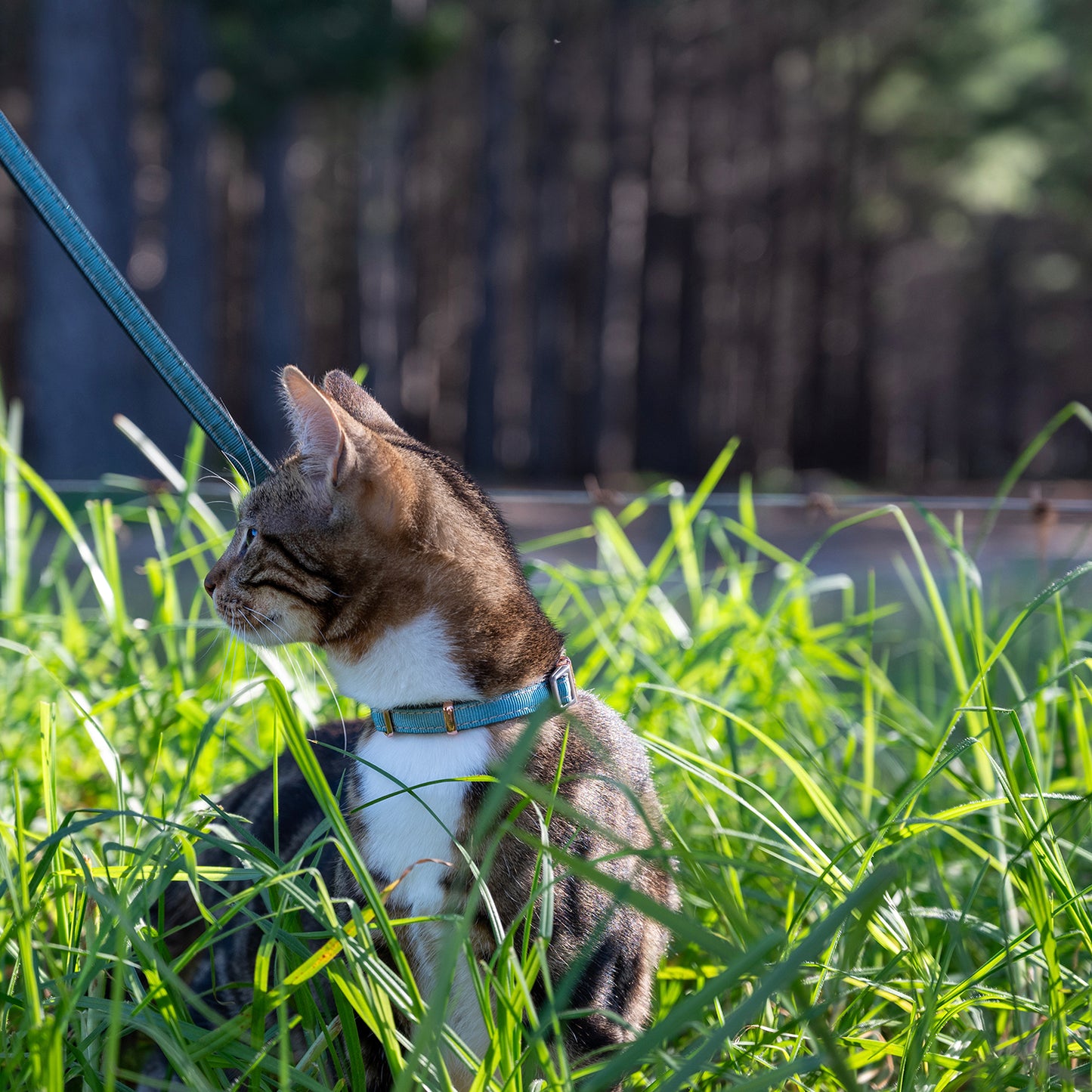 Rogz UrbanCat Control Harness and Lead