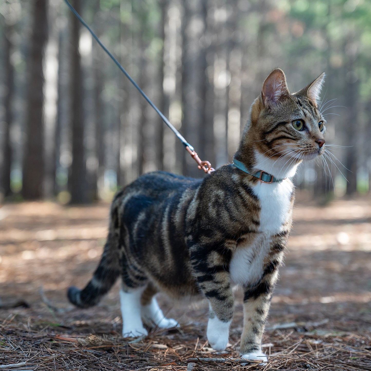 Rogz UrbanCat Control Harness and Lead