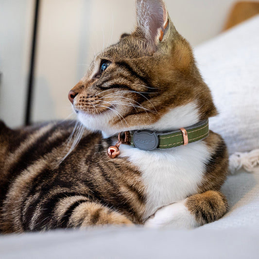 Rogz UrbanCat Safety Collar