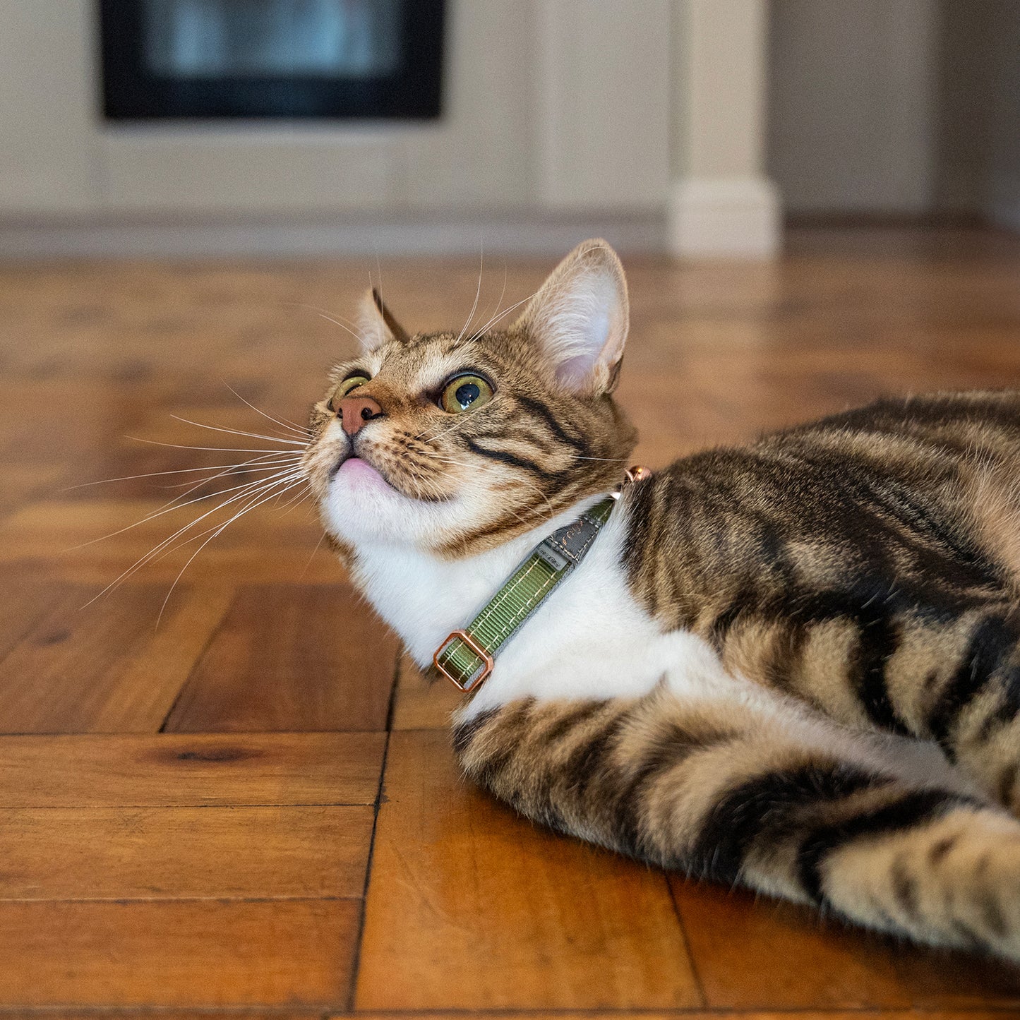 Rogz UrbanCat Safety Collar