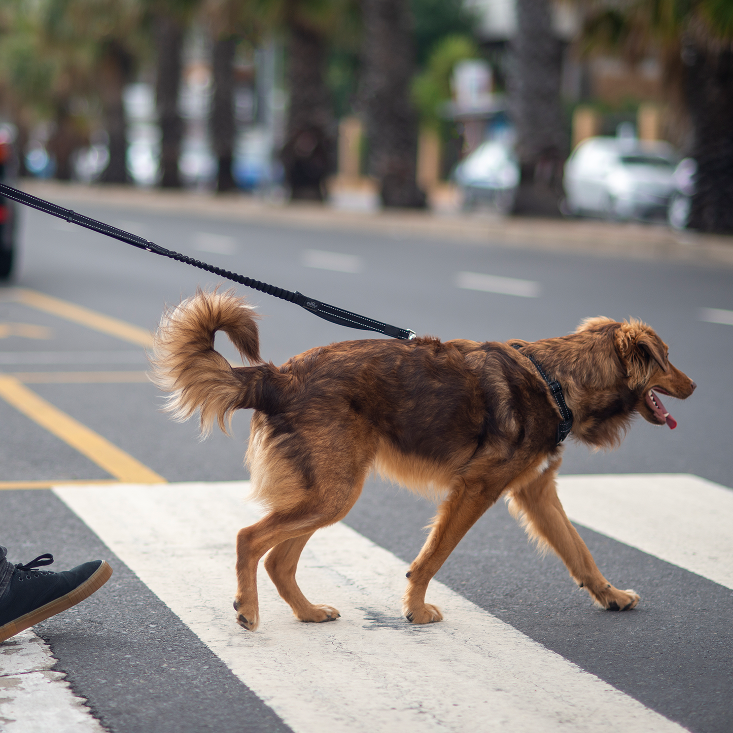 Rogz Utility Handsfree Lead