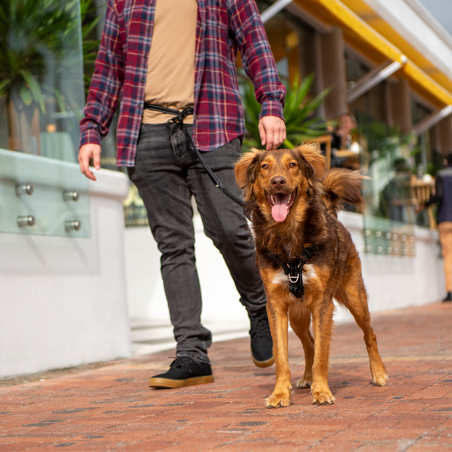 Rogz Utility Handsfree Lead