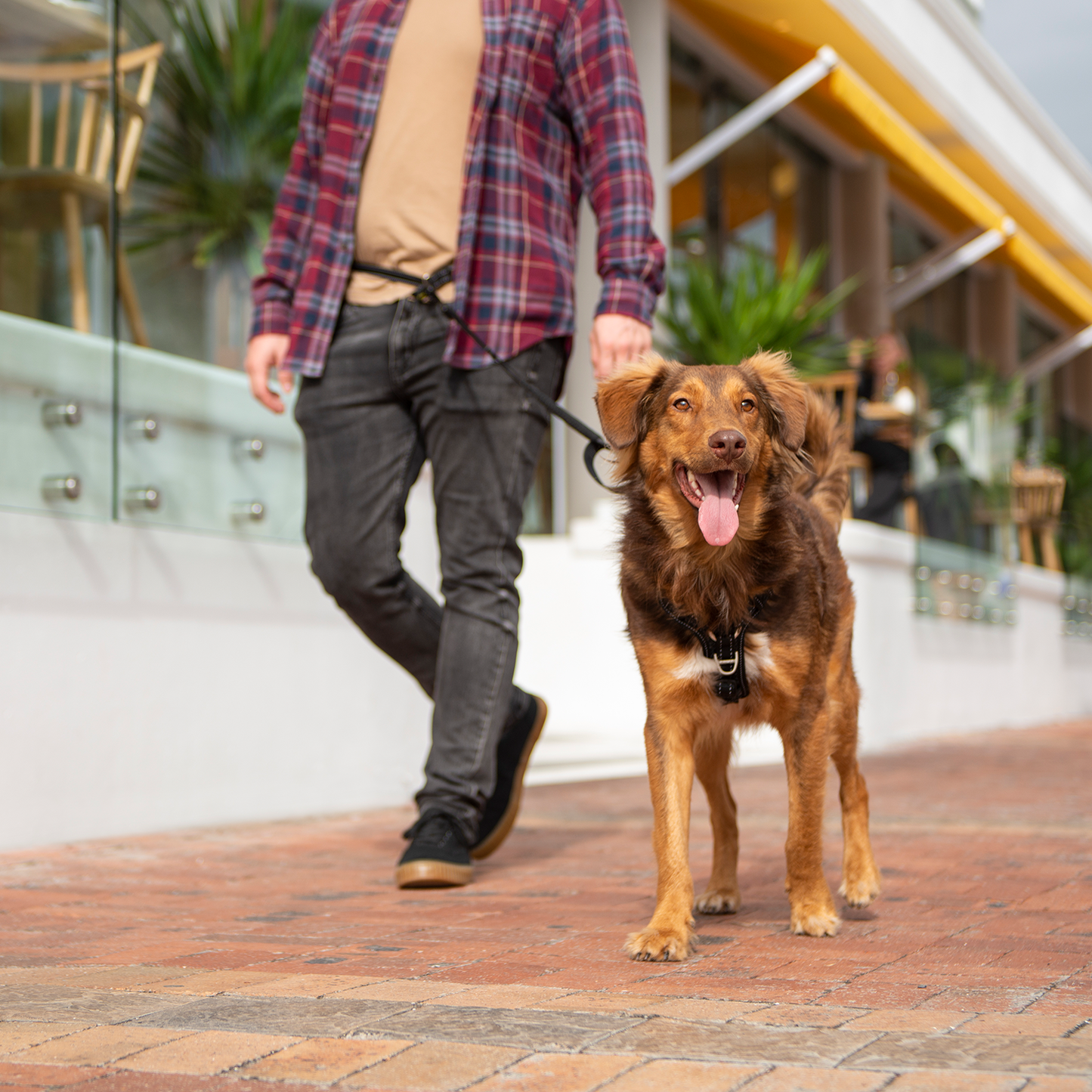 Rogz Utility Handsfree Lead