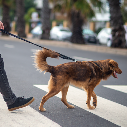 Rogz Utility Handsfree Lead