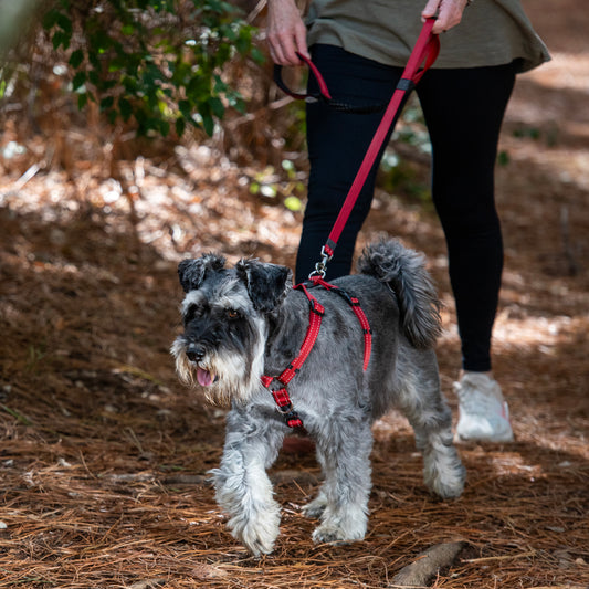 Rogz Utility Bungee Lead