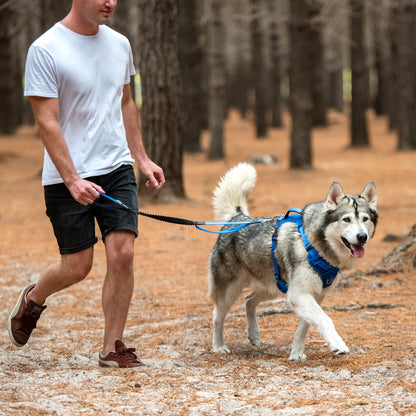 Rogz Utility Bungee Lead