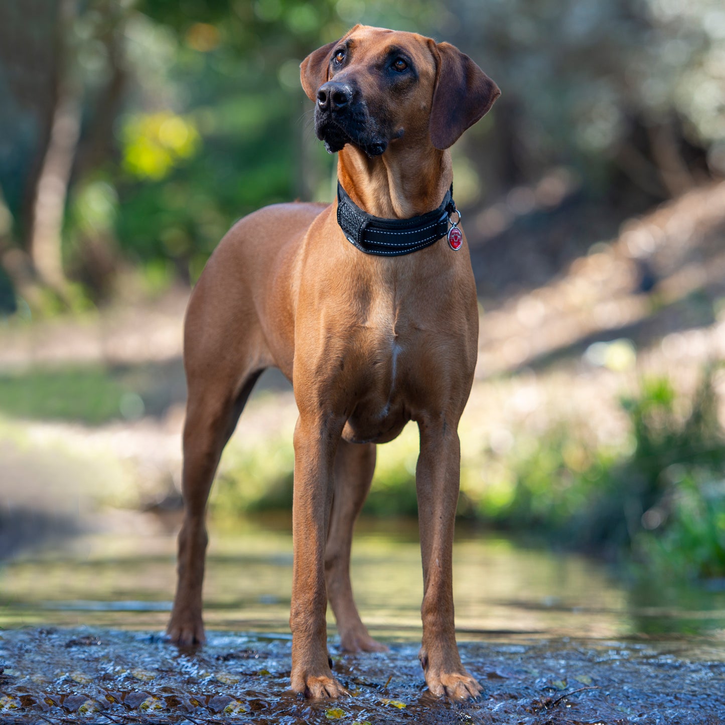 Rogz Utility Classic Collar Padded