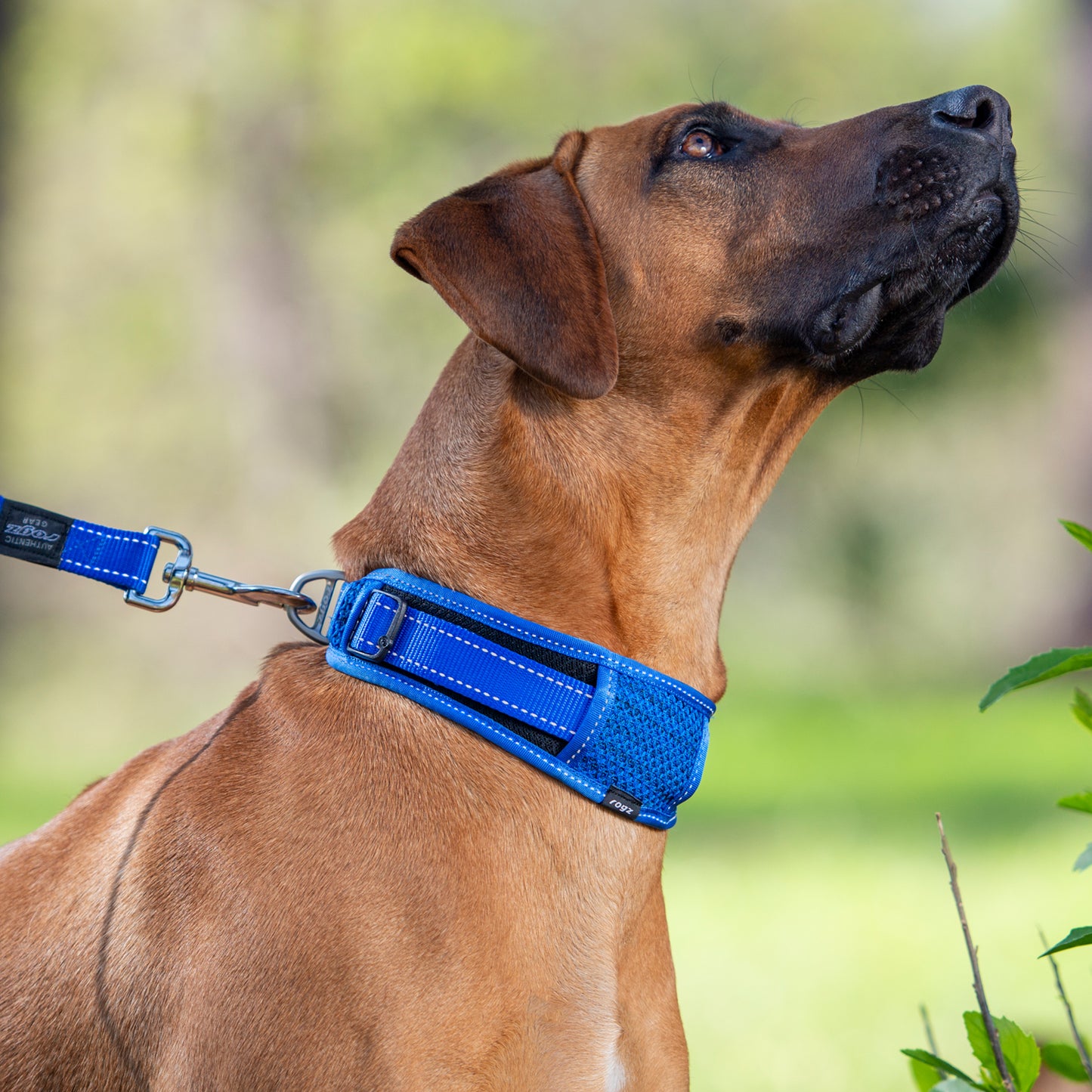 Rogz Utility Classic Collar Padded