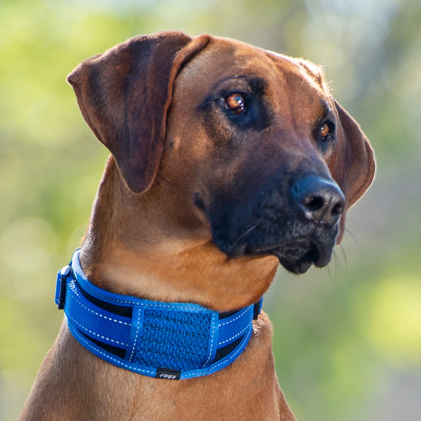 Rogz Utility Classic Collar Padded