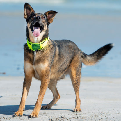 Rogz Utility Classic Collar Padded