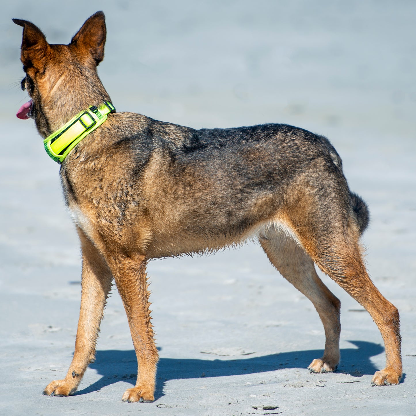 Rogz Utility Classic Collar Padded