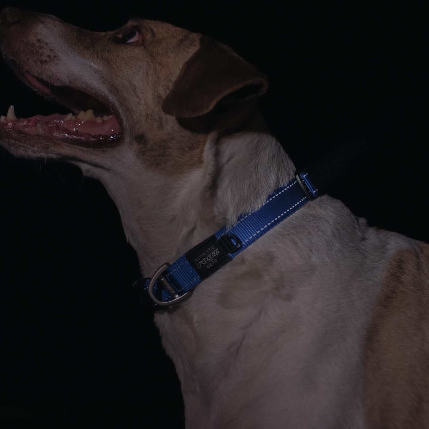 Rogz Utility Classic Collar