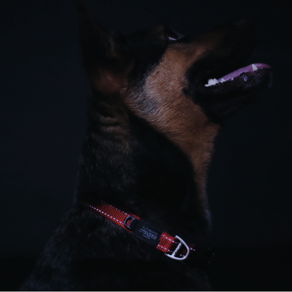 Rogz Utility Classic Collar