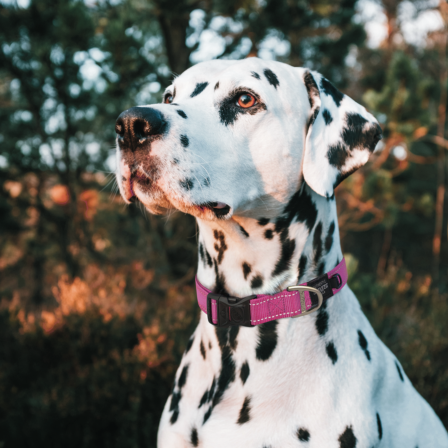 Rogz Utility Classic Collar