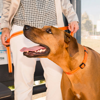 Rogz Utility Control Collar Chain