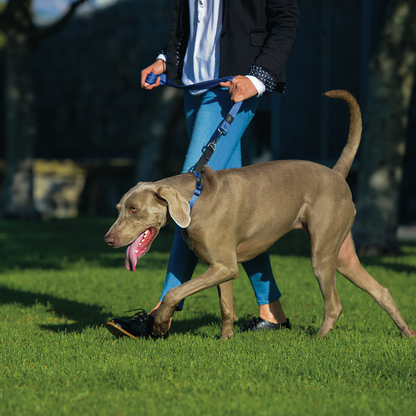 Rogz Utility Control Collar Web