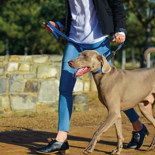 Rogz Utility Control Collar Web