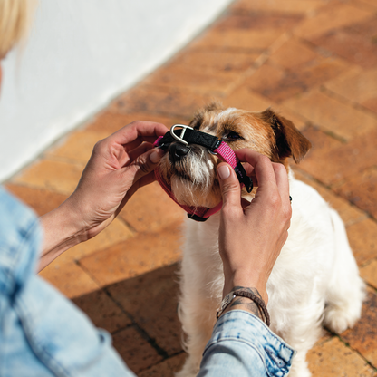 Rogz Utility Control Collar Web
