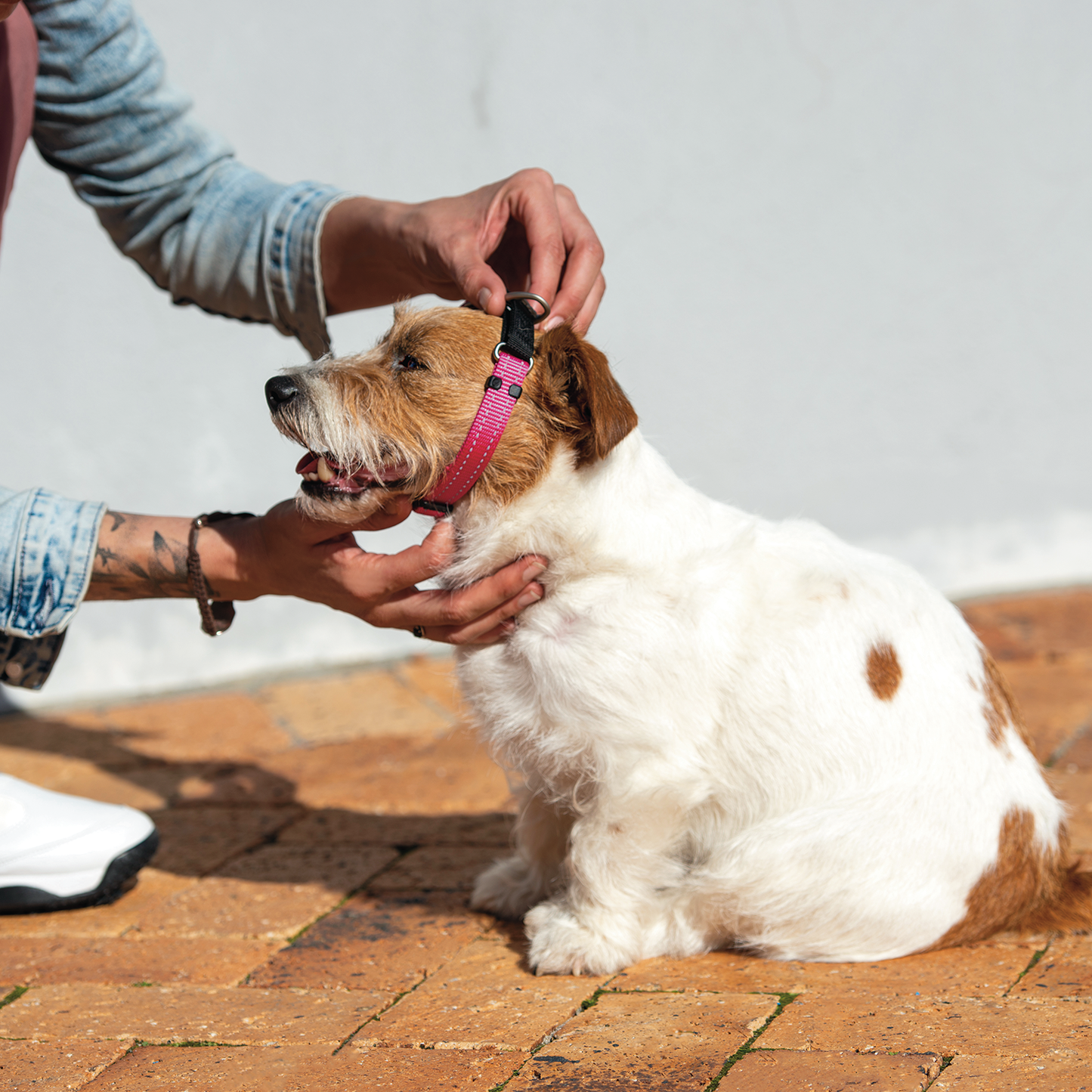 Rogz Utility Control Collar Web