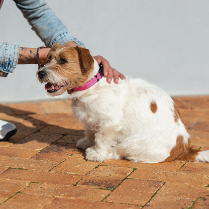 Rogz Utility Control Collar Web