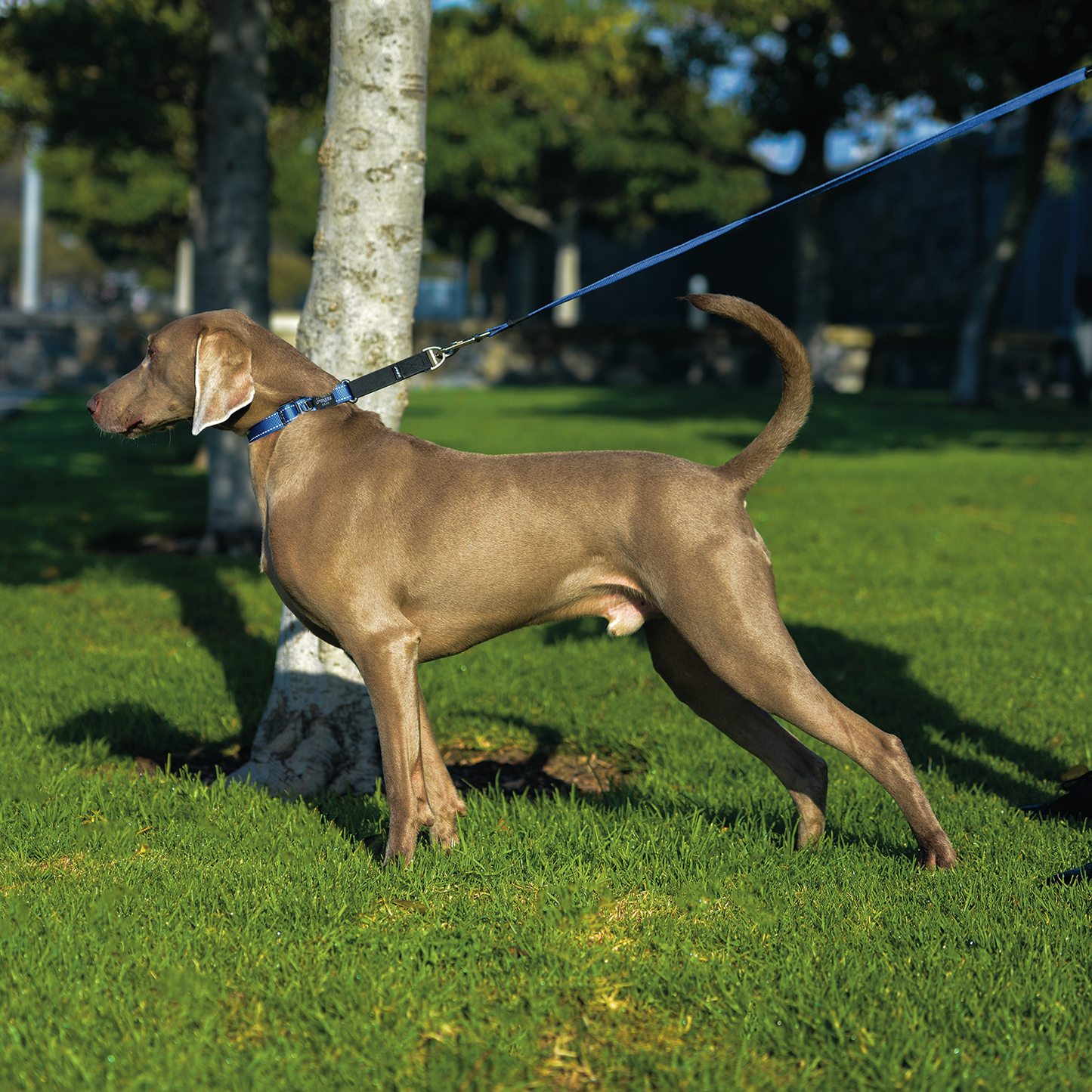 Rogz Utility Control Collar Web