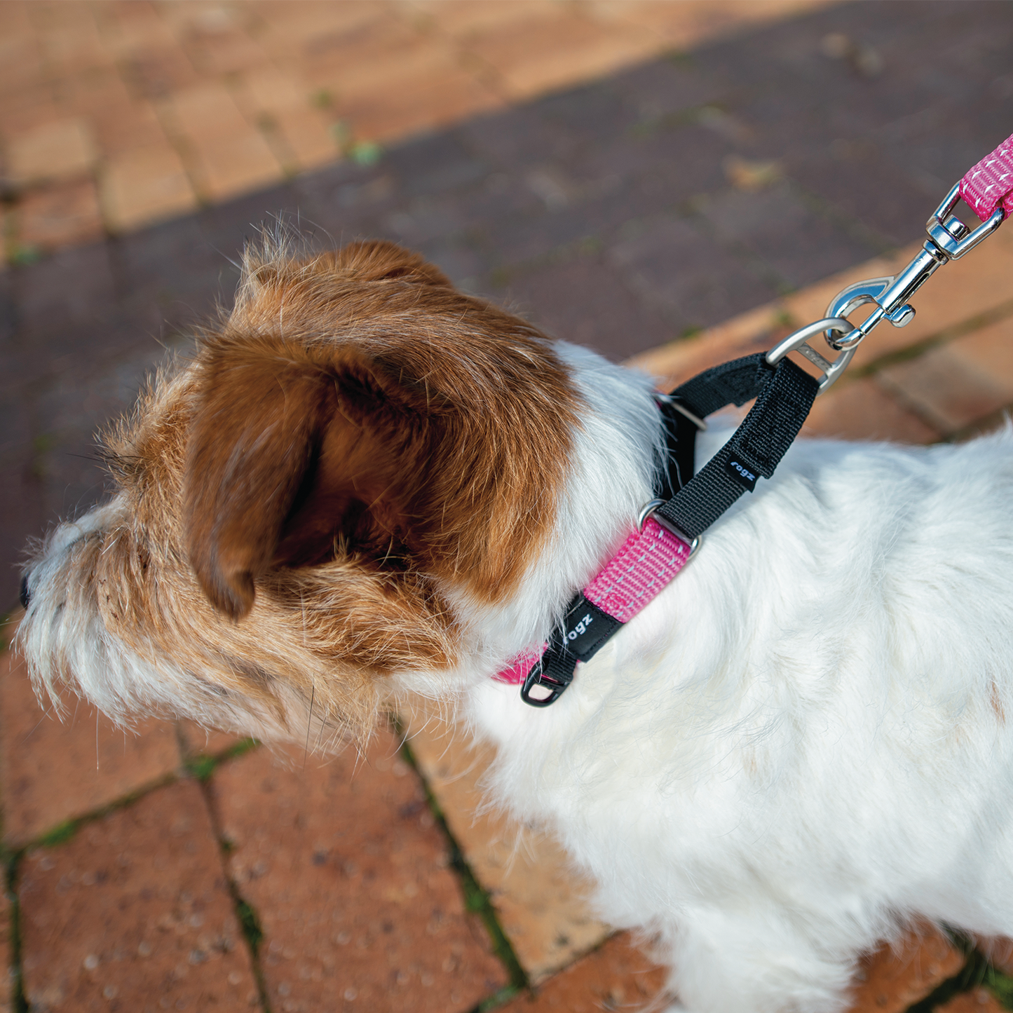 Rogz Utility Control Collar Web