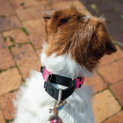 Rogz Utility Control Collar Web