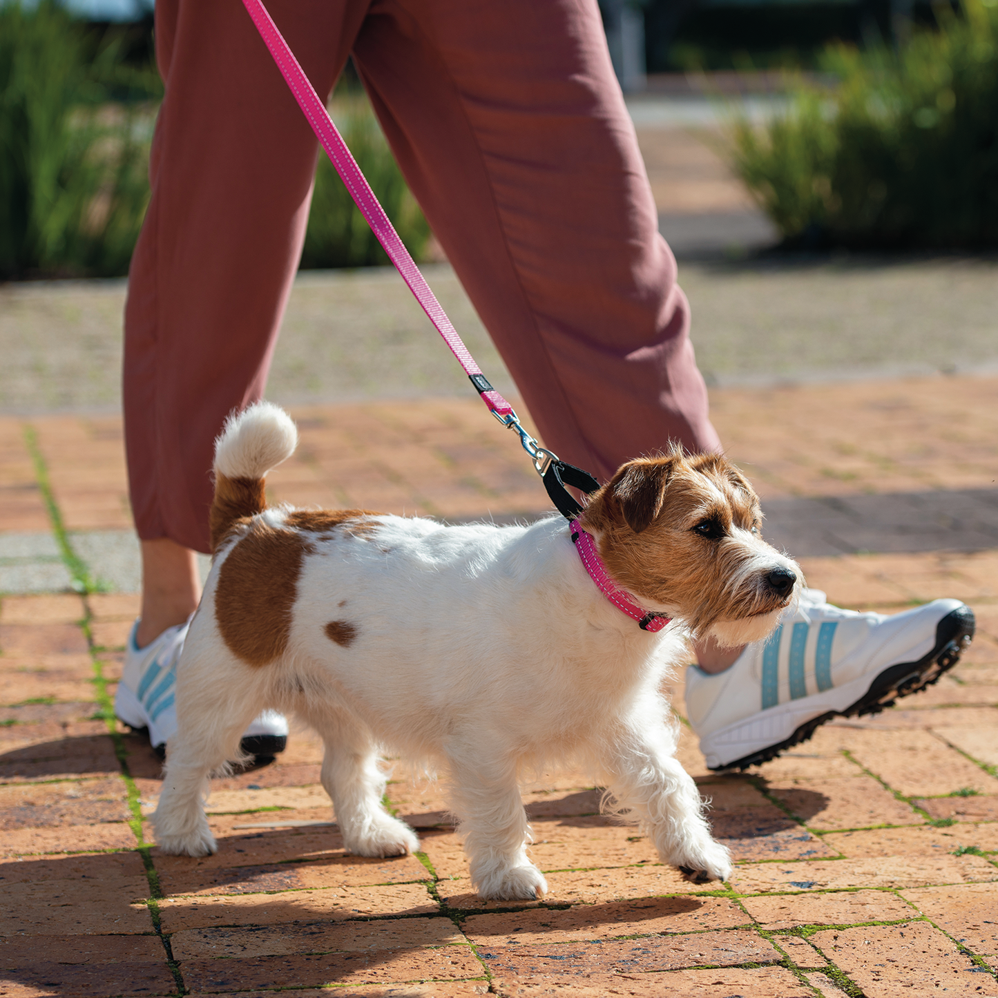Rogz Utility Control Collar Web