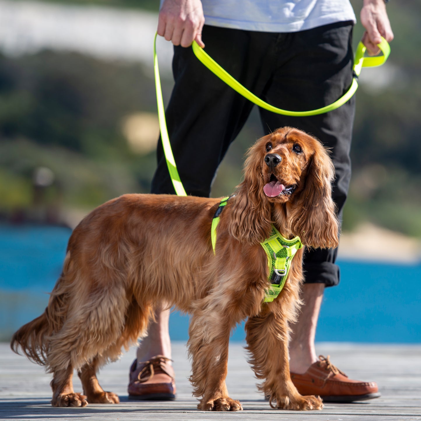 Rogz Utility Control Harness