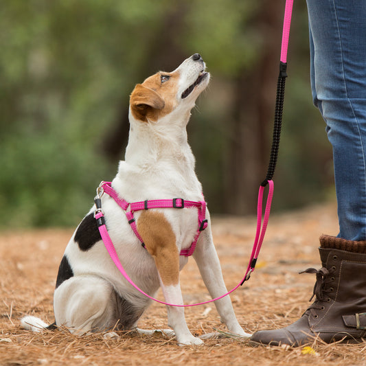 Rogz Utility Control Lead