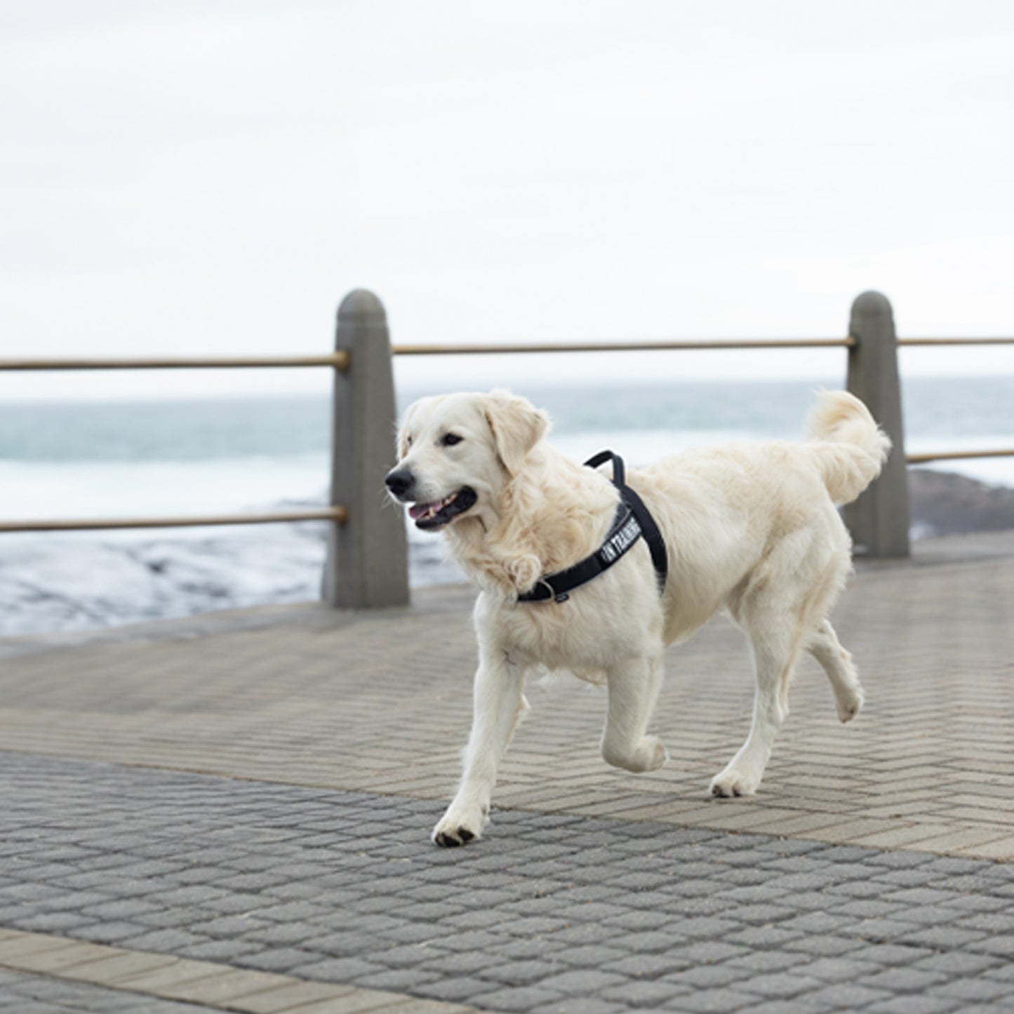 Rogz Utility Letzgo Personalised Harness