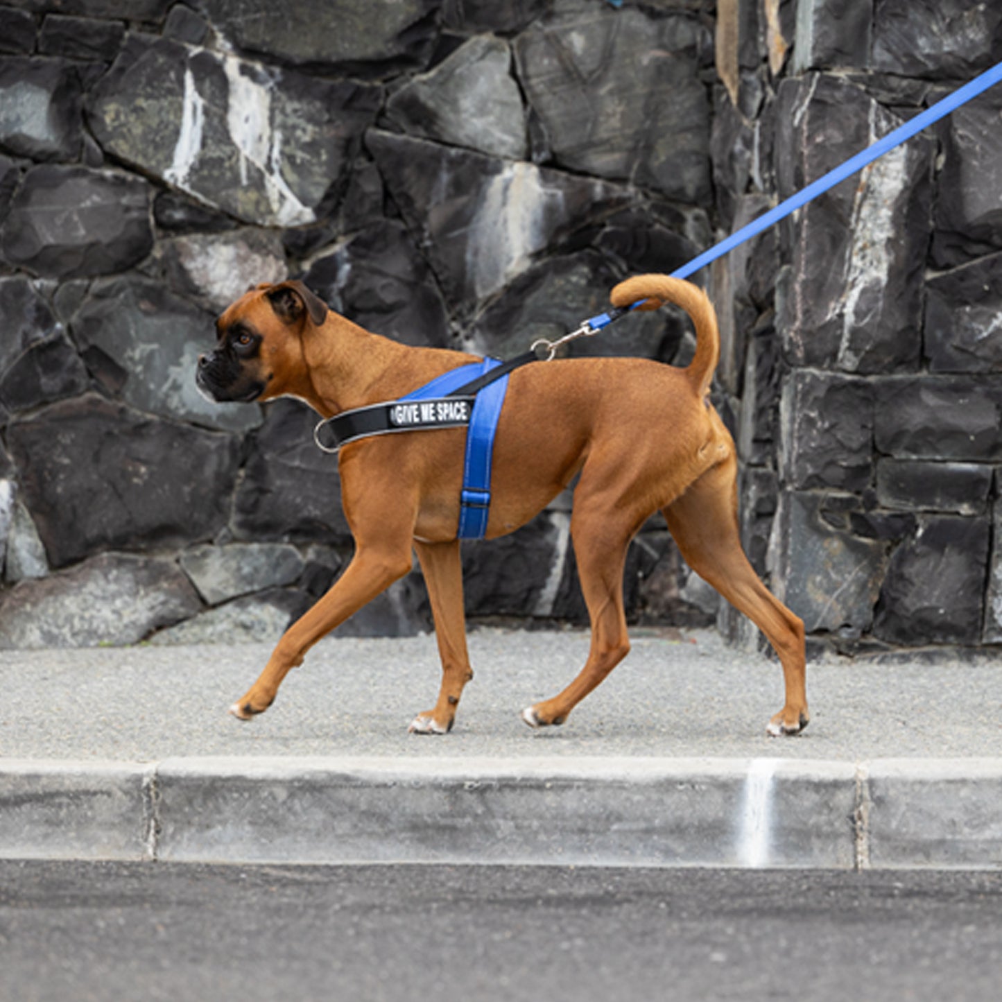 Rogz Personality Plus Colour Badges