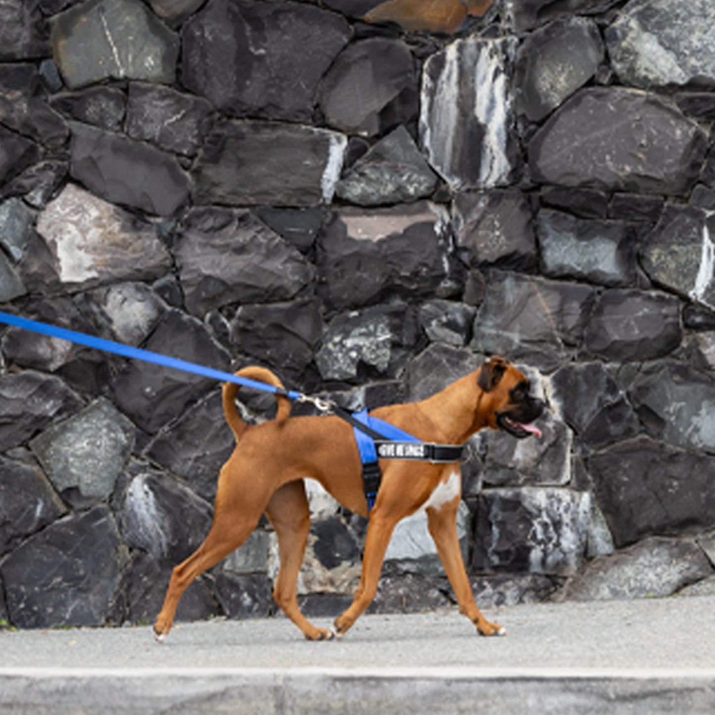 Rogz Utility Letzgo Personalised Harness