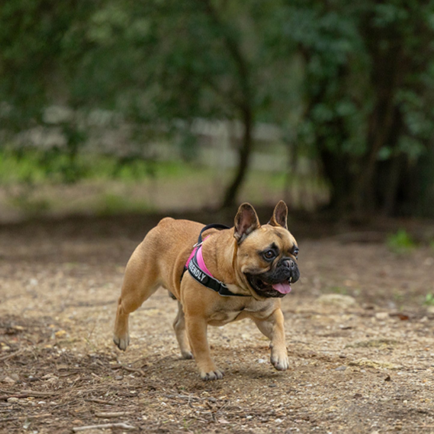 Rogz Utility Letzgo Personalised Harness