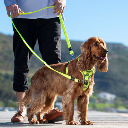 Rogz Utility Multi Lead