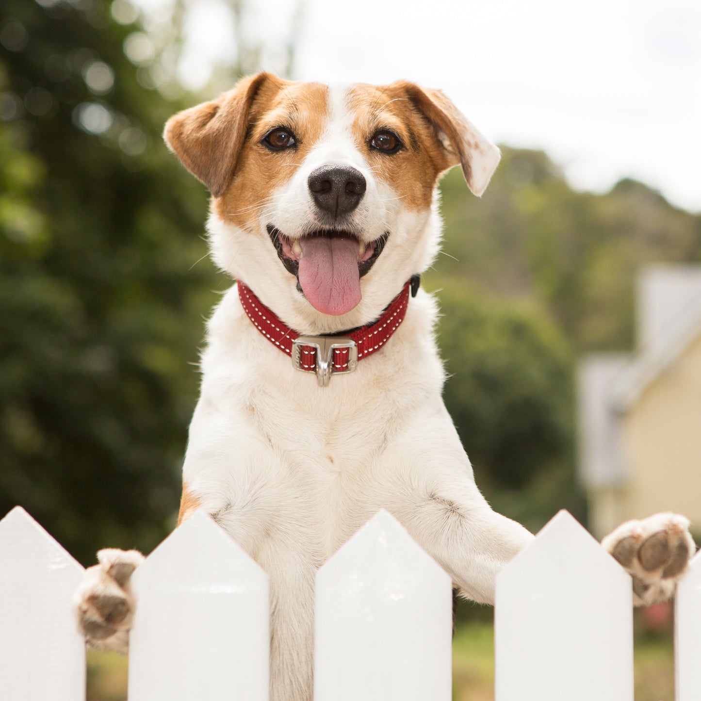 Rogz Utility Safety Collar