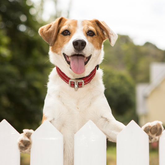 Rogz Utility Safety Collar