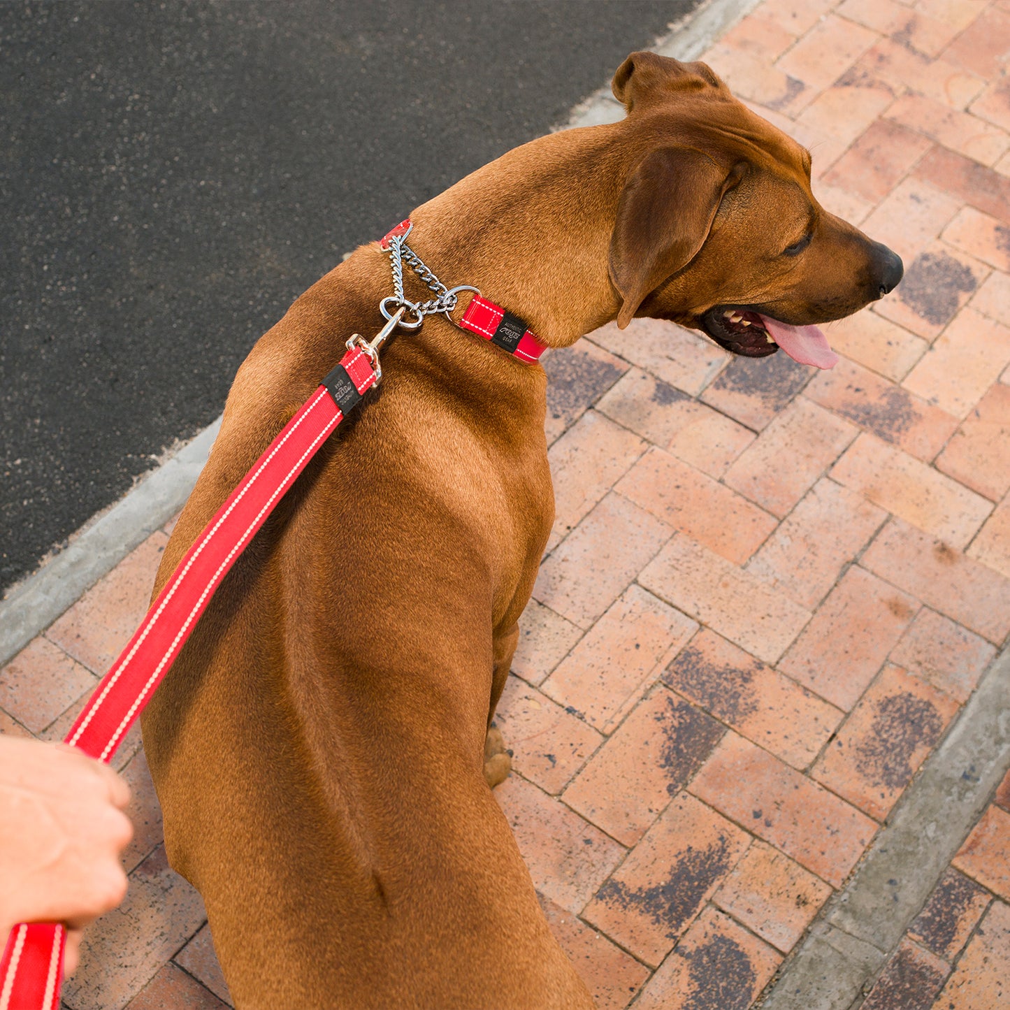 Rogz Utility Control Collar Chain